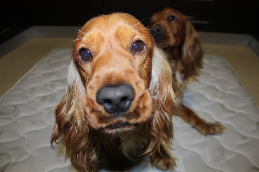 A spaniel looking into the camera from the mattress