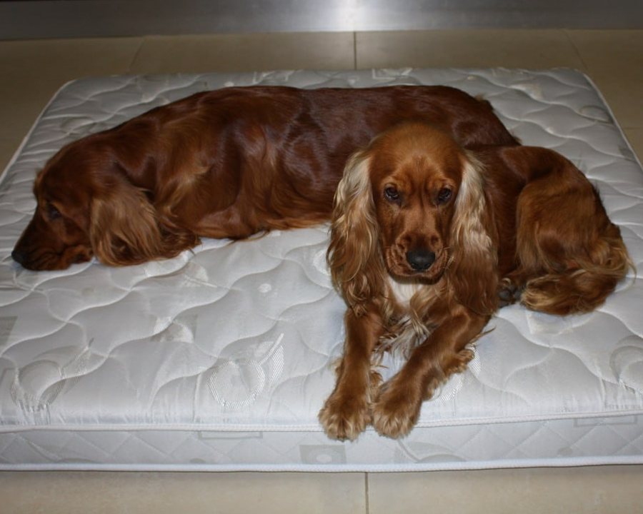 Two spaniels relaxing together on the mattress