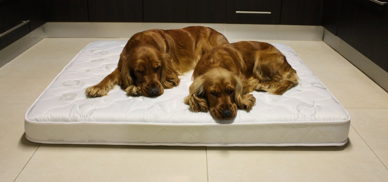 Two red cocker spaniels lying together on a large white quilted dog mattress