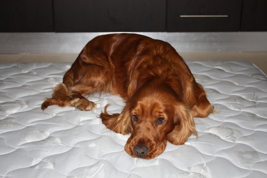 A spaniel stretched out on a mattress